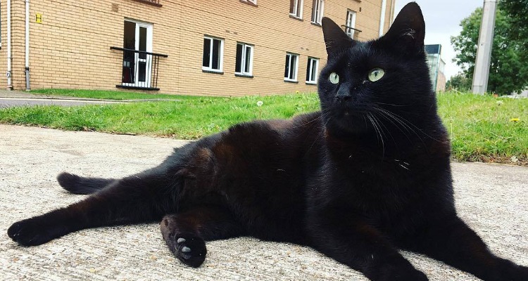 All black cat at University of Westminster Harrow Campus